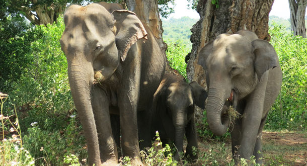 SRI-LANKA-Elephant-family