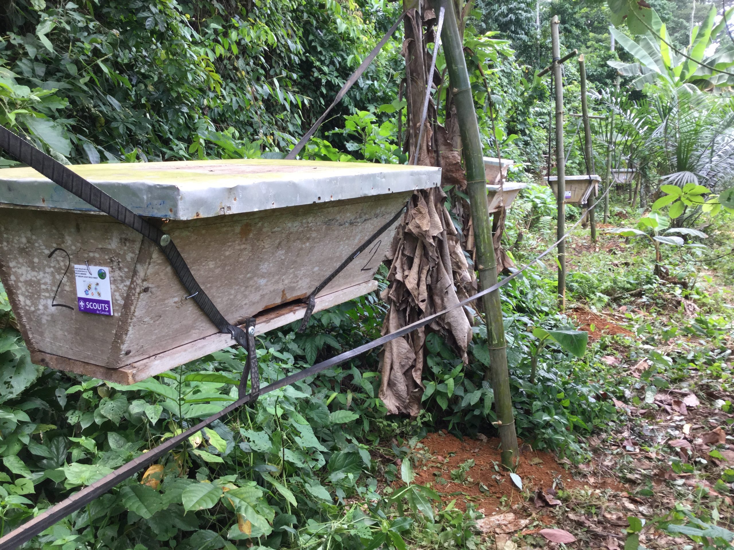 Beehive fence Cameroun